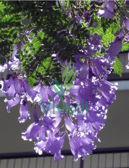 JACARANDA MIMOSIFOLIA, ejemplar de Viveros Ilicitanos