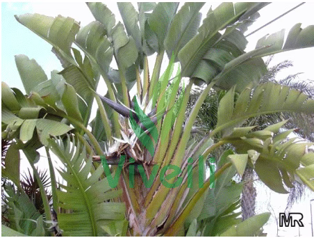 STRELITZIA AUGUSTA, ejemplar de Viveros Ilicitanos