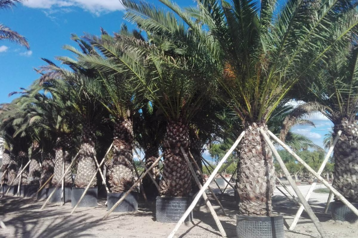 PHOENIX CANARIENSIS, ejemplar de Viveros Ilicitanos