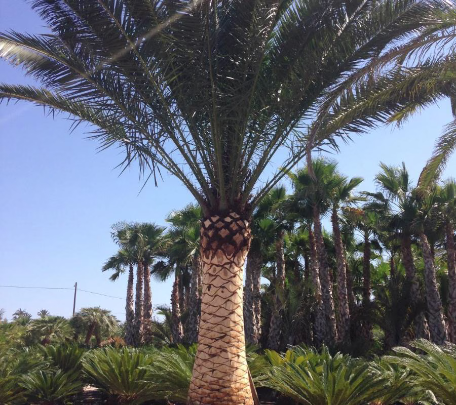 PHOENIX CANARIENSIS, ejemplar de Viveros Ilicitanos