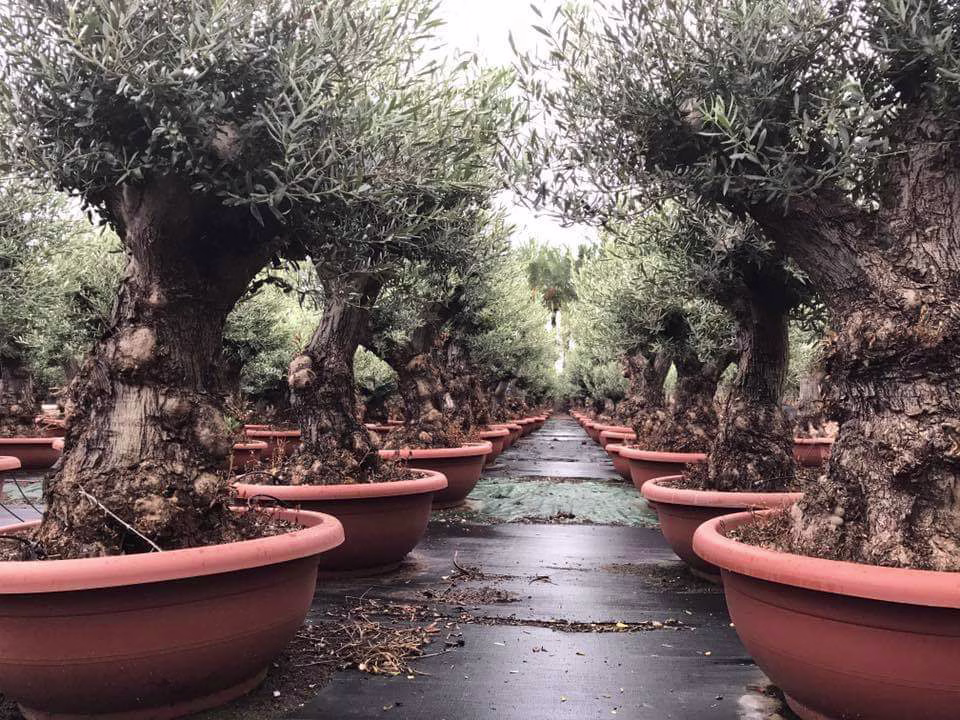 OLEA EUROPEA "MINIBONSAI", ejemplar de Viveros Ilicitanos