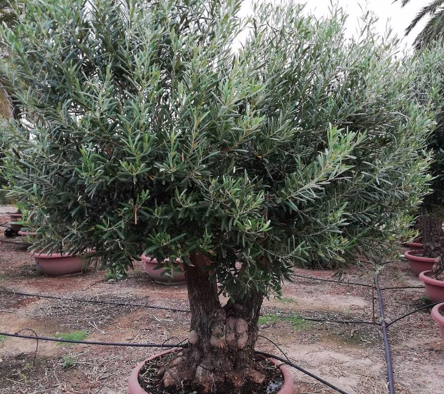 OLEA EUROPEA "MINIBONSAI", ejemplar de Viveros Ilicitanos