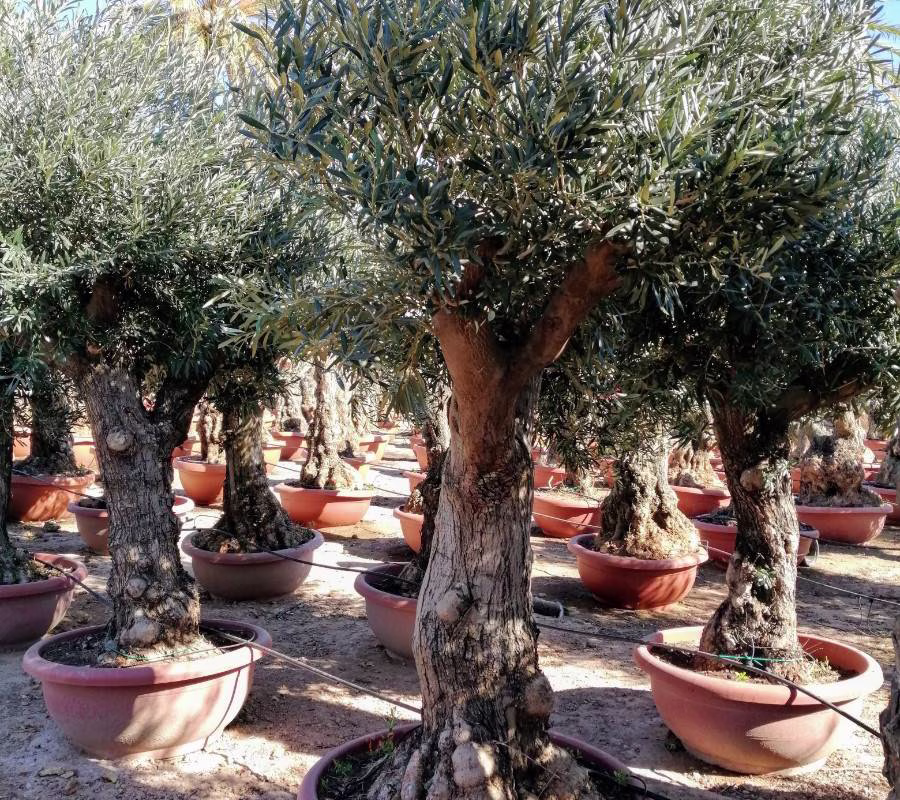 OLEA EUROPEA "MINIBONSAI", ejemplar de Viveros Ilicitanos