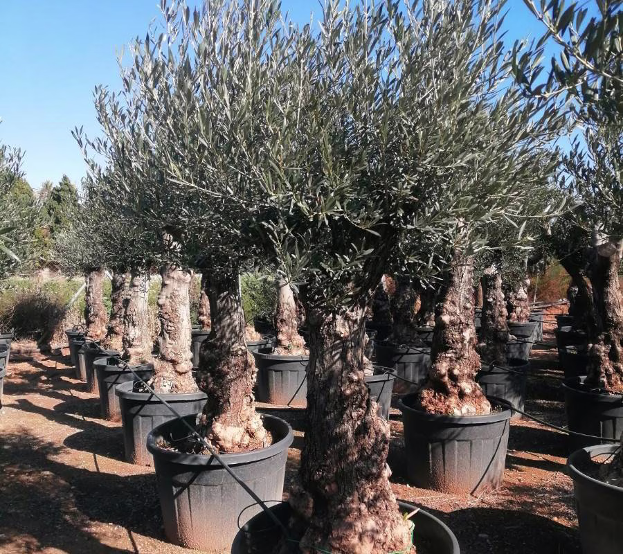 OLEA EUROPEA "PREBONSAI", ejemplar de Viveros Ilicitanos