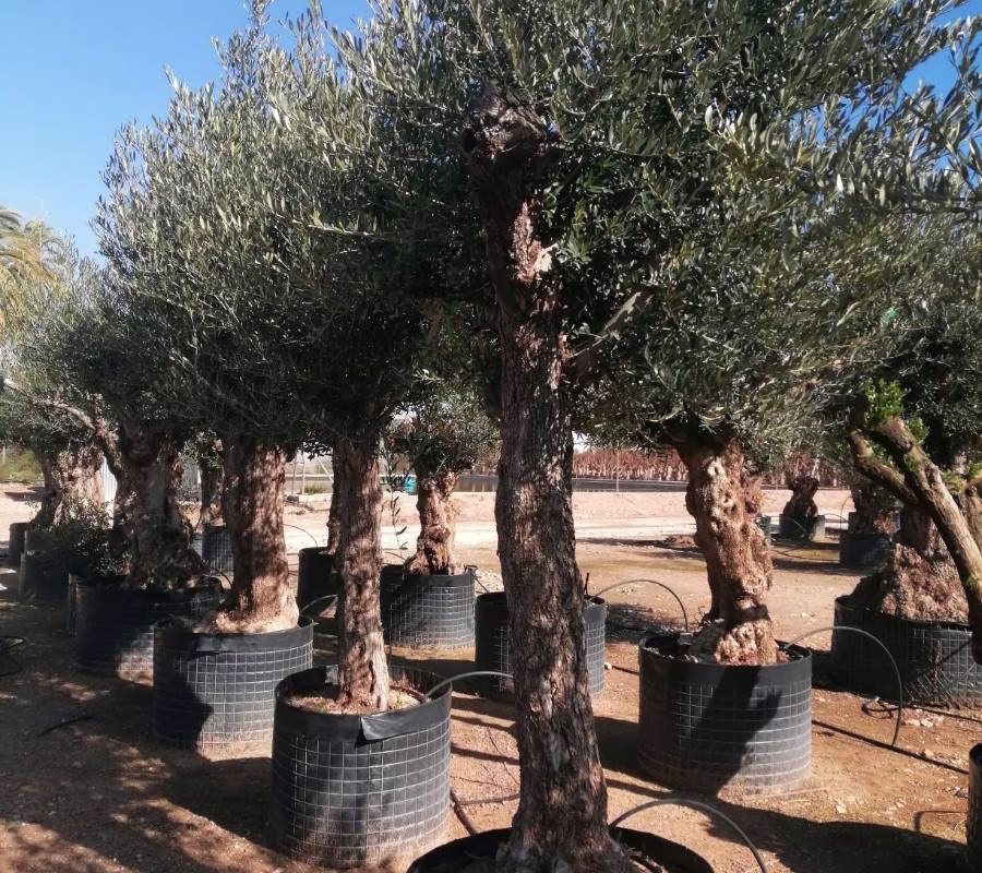 OLEA EUROPEA "PREBONSAI", ejemplar de Viveros Ilicitanos