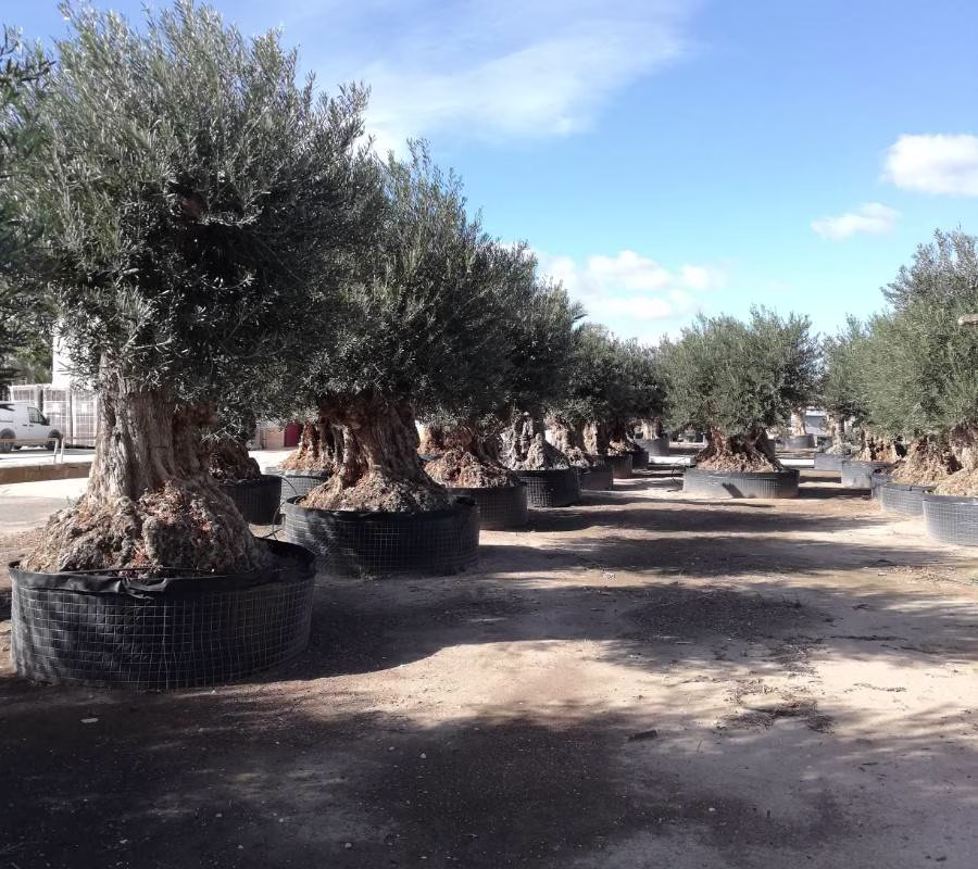 OLEA EUROPEA "BONSAI", ejemplar de Viveros Ilicitanos