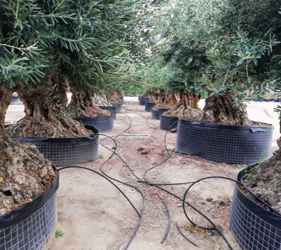 OLEA EUROPEA "BONSAI", ejemplar de Viveros Ilicitanos