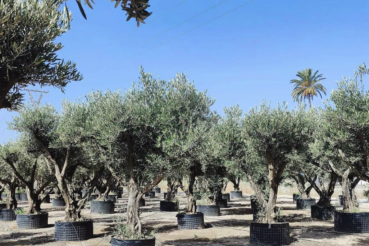 OLEA EUROPEA COPA RAMIFICADA, ejemplar de Viveros Ilicitanos