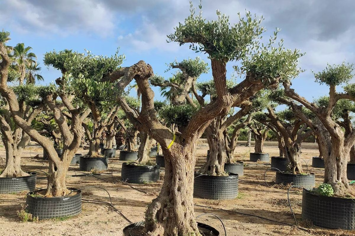 OLEA EUROPEA PLATO, ejemplar de Viveros Ilicitanos