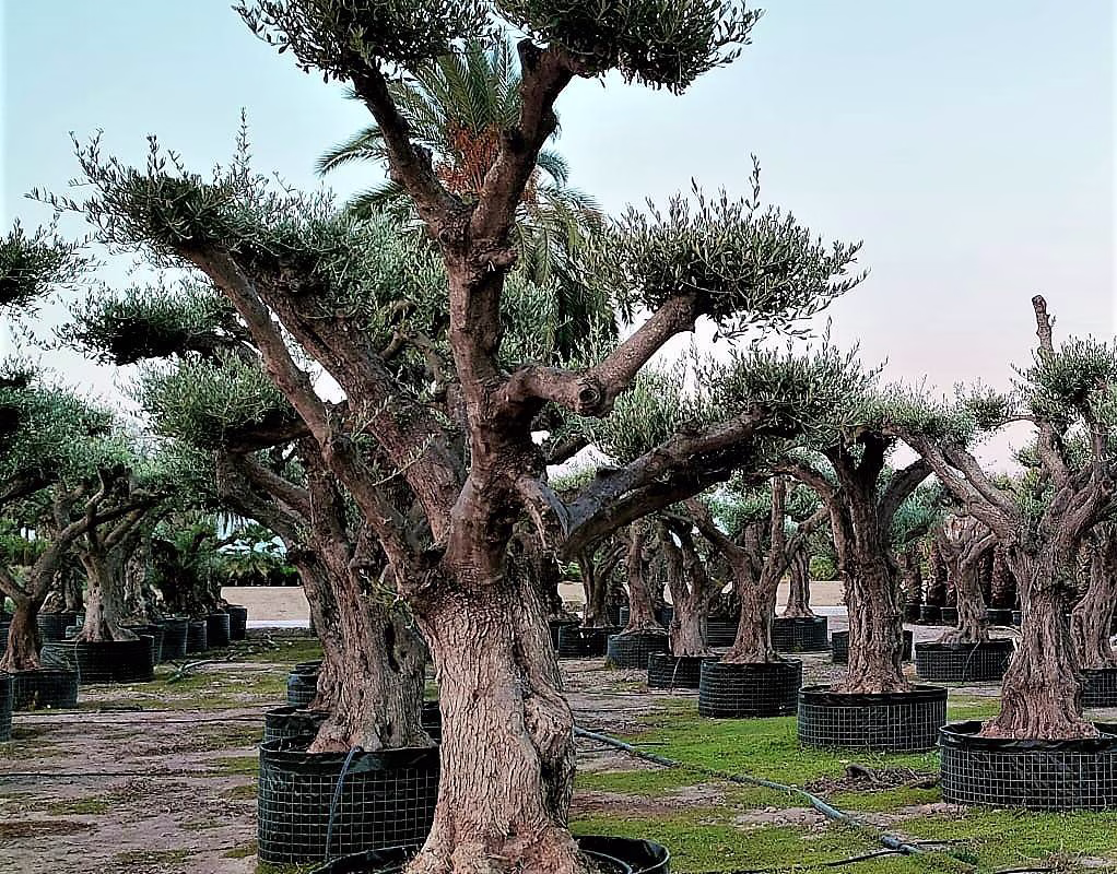 OLEA EUROPEA REGIONAL, ejemplar de Viveros Ilicitanos