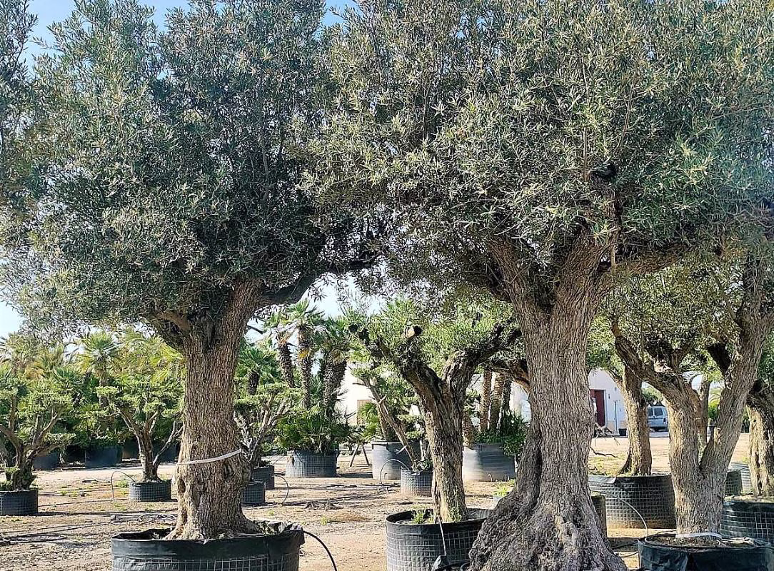 OLEA EUROPEA DEL TERRENO, ejemplar de Viveros Ilicitanos