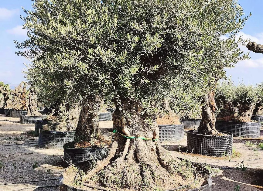 OLEA EUROPEA LECHÍN, ejemplar de Viveros Ilicitanos