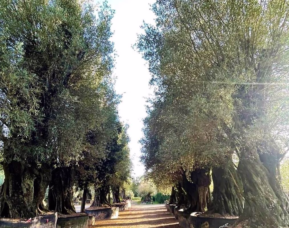 OLEA EUROPEA CALABRES, ejemplar de Viveros Ilicitanos