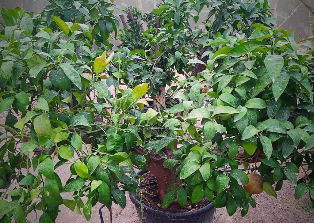 CITRUS PARADISI, ejemplar de Viveros Ilicitanos