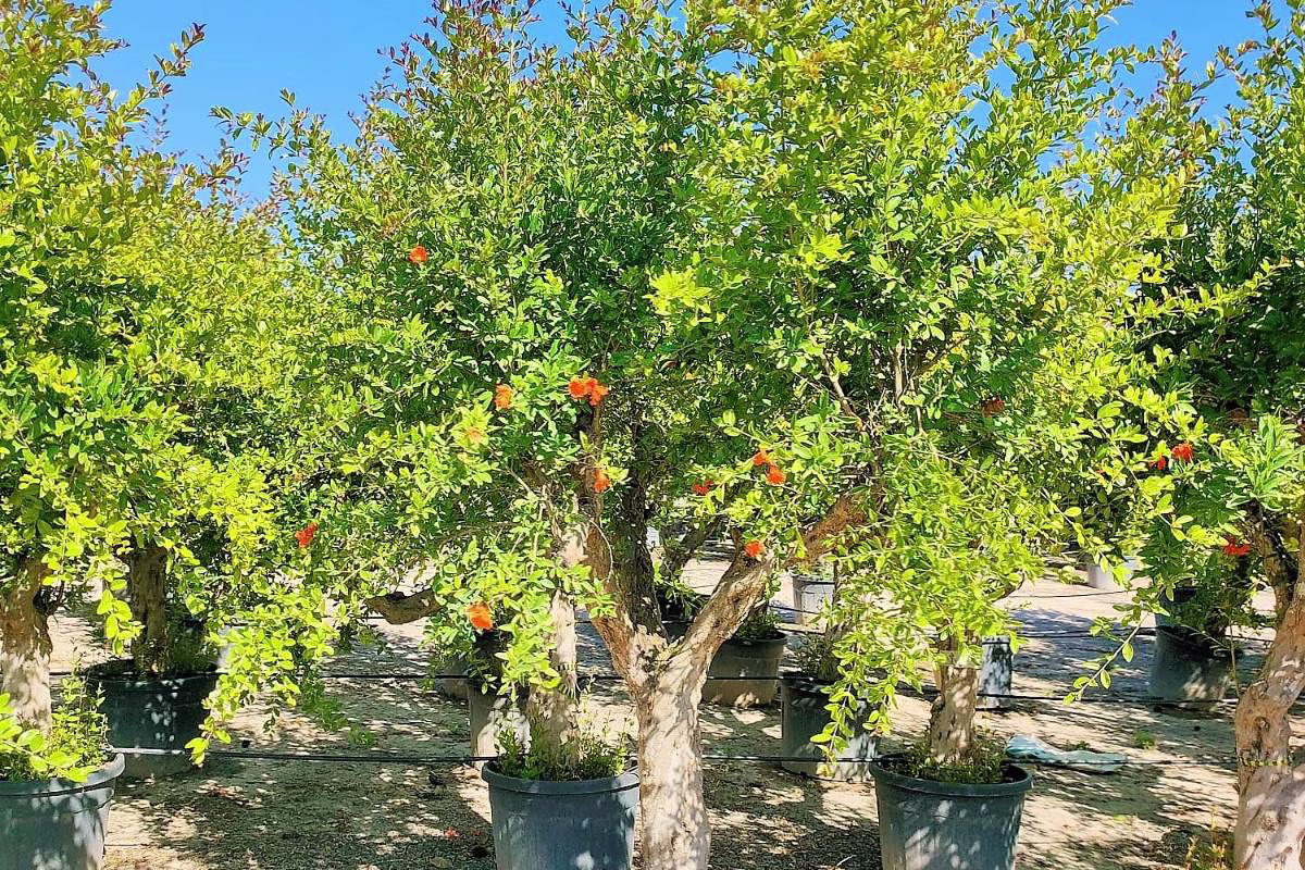 PUNICA GRANATUM, ejemplar de Viveros Ilicitanos