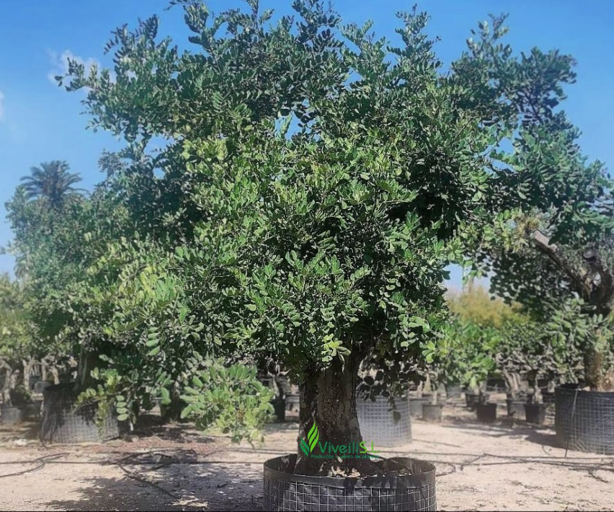 CERATONIA SILIQUA, ejemplar de Viveros Ilicitanos