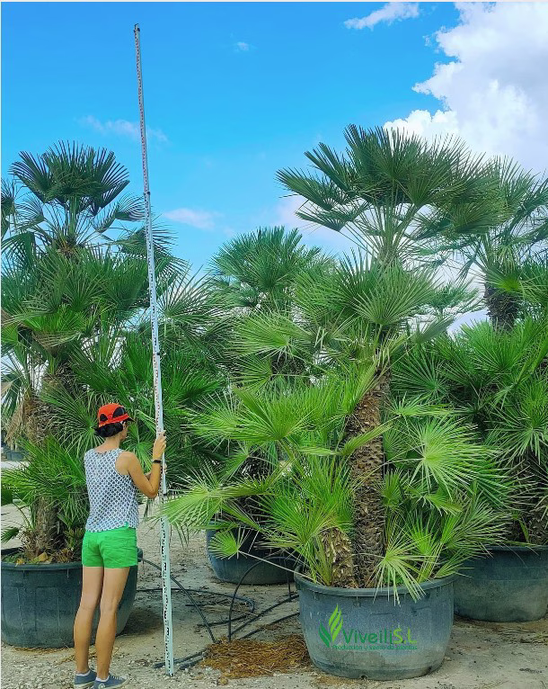CHAMAEROPS HUMILIS, ejemplar de Viveros Ilicitanos