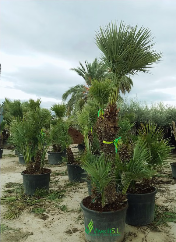 CHAMAEROPS HUMILIS, ejemplar de Viveros Ilicitanos