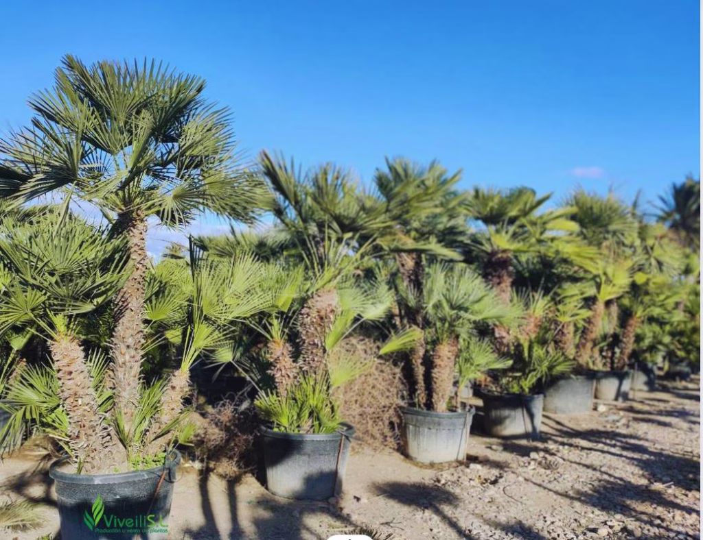 CHAMAEROPS HUMILIS, ejemplar de Viveros Ilicitanos