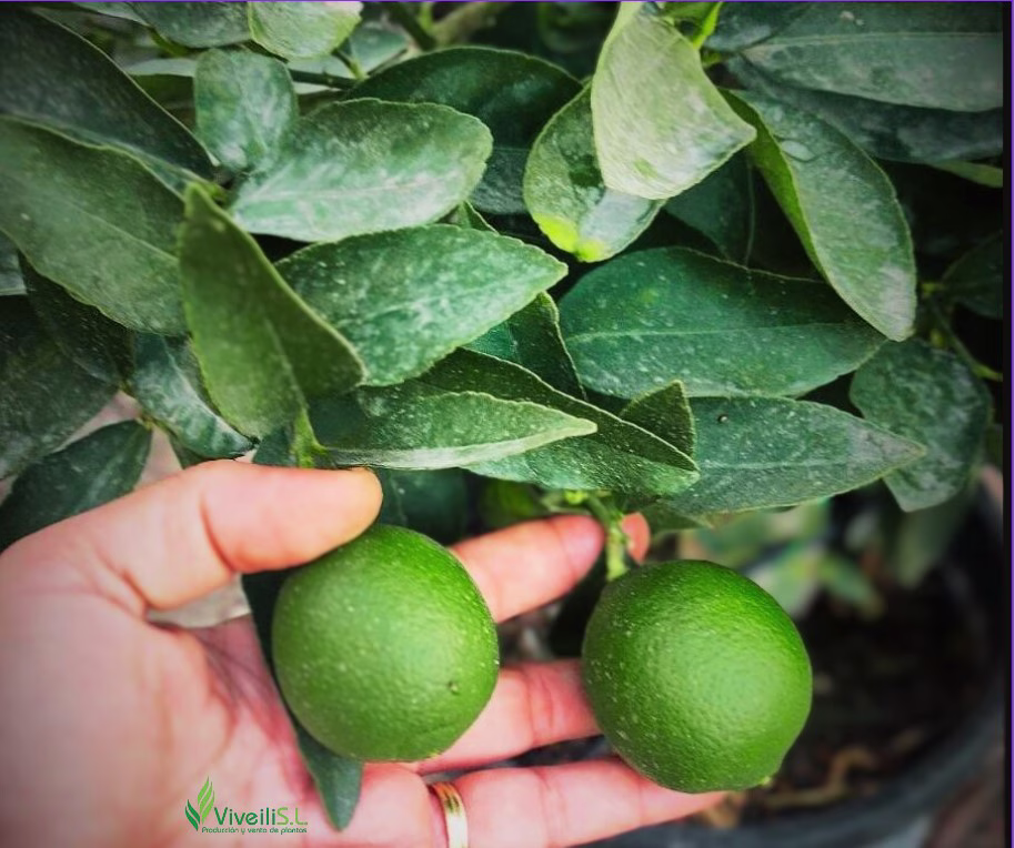 CITRUS AURANTIFOLIA (LIMA), ejemplar de Viveros Ilicitanos