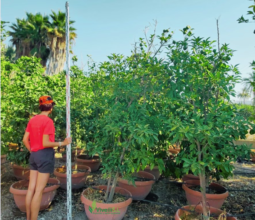 CITRUS AURANTIUM, ejemplar de Viveros Ilicitanos