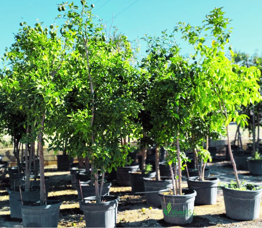 CITRUS AURANTIUM, ejemplar de Viveros Ilicitanos