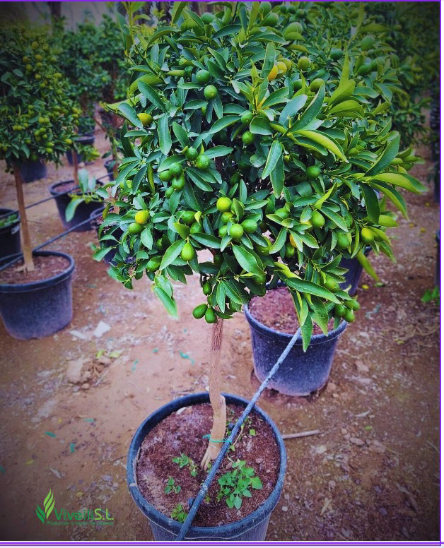 CITRUS FORTUNELLA, ejemplar de Viveros Ilicitanos