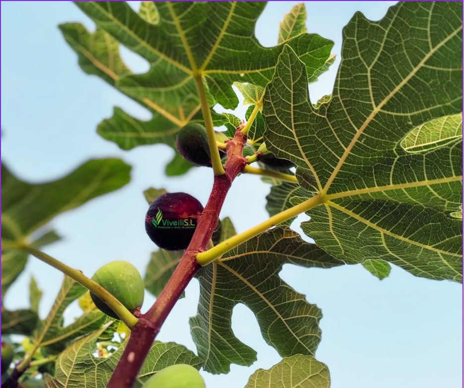 FICUS CARICA, ejemplar de Viveros Ilicitanos