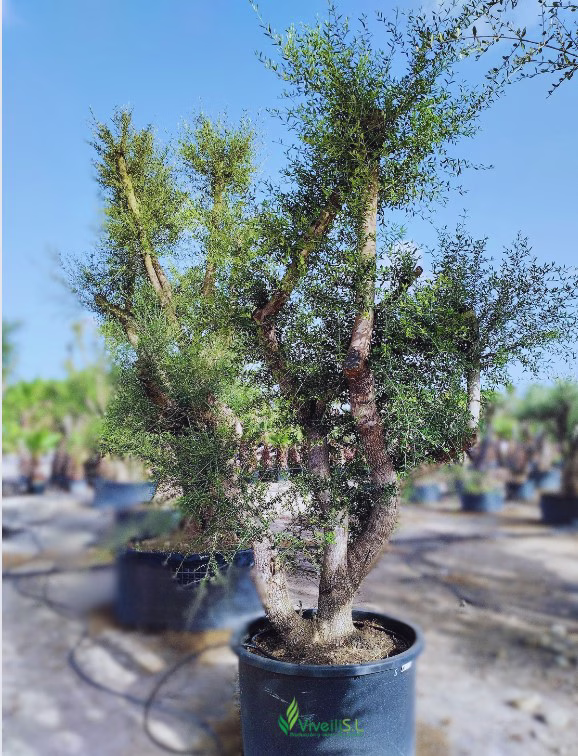 OLEA EUROPEA ACEBUCHE, ejemplar de Viveros Ilicitanos