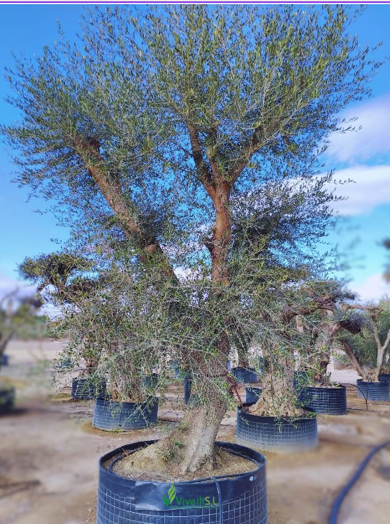 OLEA EUROPEA ACEBUCHE, ejemplar de Viveros Ilicitanos