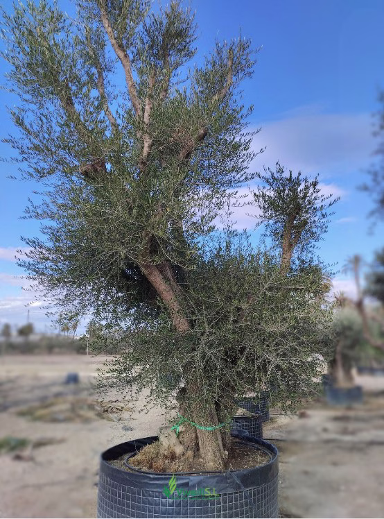 OLEA EUROPEA ACEBUCHE, ejemplar de Viveros Ilicitanos