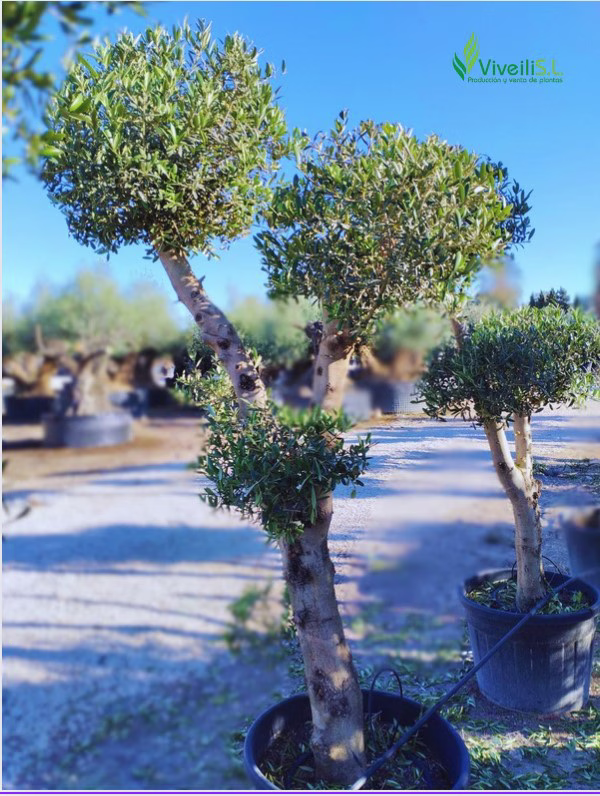 OLEA EUROPEA POM POM, ejemplar de Viveros Ilicitanos