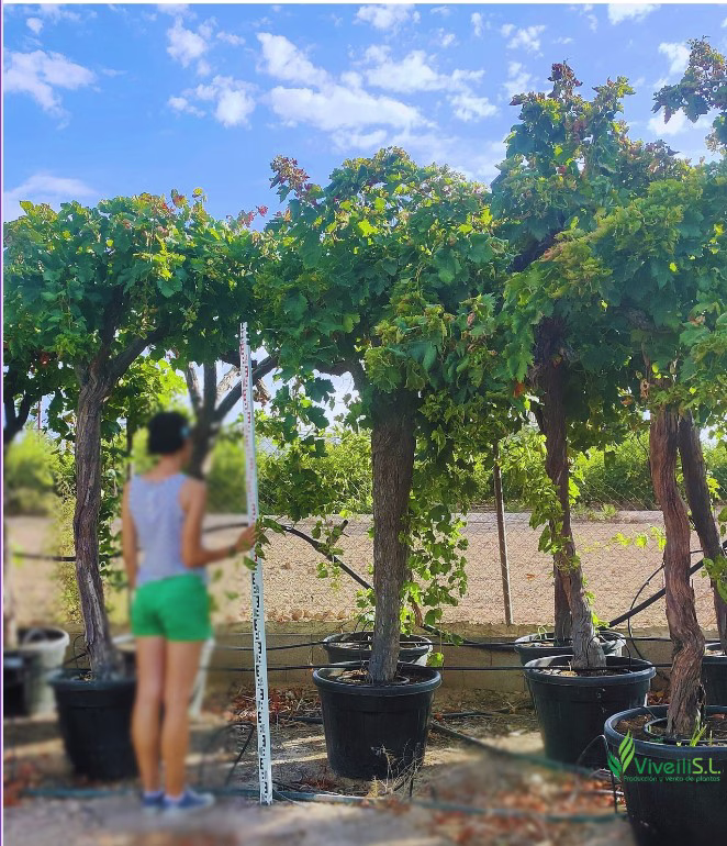 VITIS VINIFERA, ejemplar de Viveros Ilicitanos