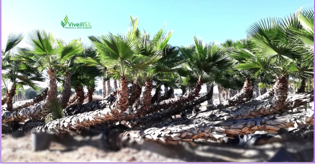 WASHINGTONIA ROBUSTA, ejemplar de Viveros Ilicitanos