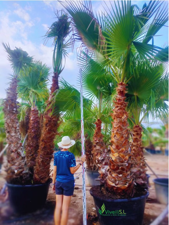 WASHINGTONIA ROBUSTA, ejemplar de Viveros Ilicitanos