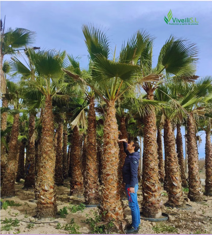 WASHINGTONIA ROBUSTA, ejemplar de Viveros Ilicitanos