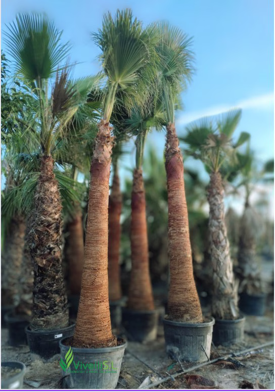 WASHINGTONIA ROBUSTA, ejemplar de Viveros Ilicitanos