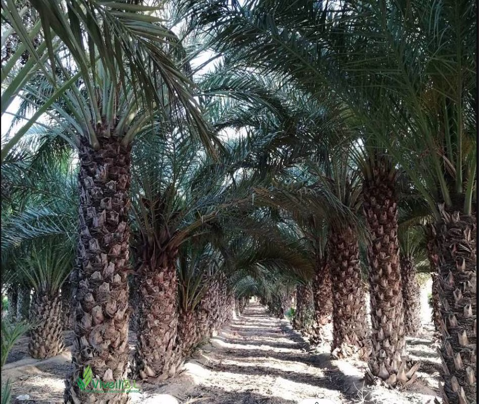 PHOENIX DACTYLIFERA, ejemplar de Viveros Ilicitanos